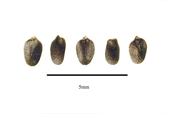  Saint Joseph's Wort، Thai basil ، sweet basil